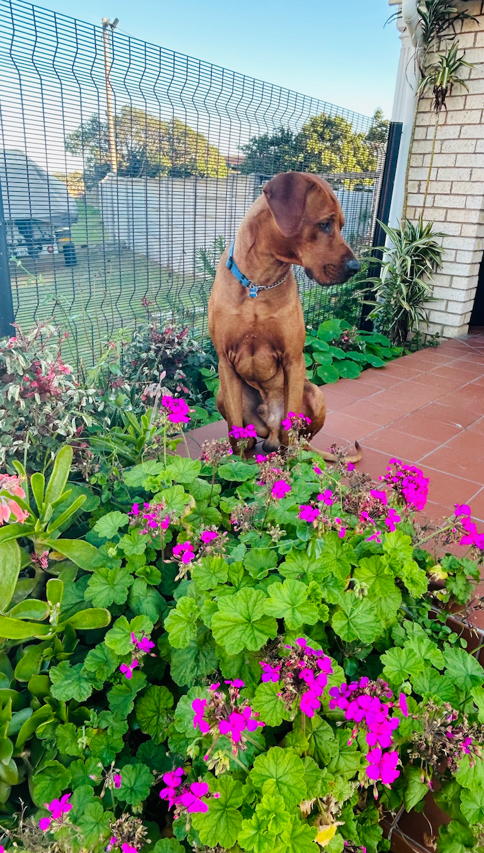Garden and property dog